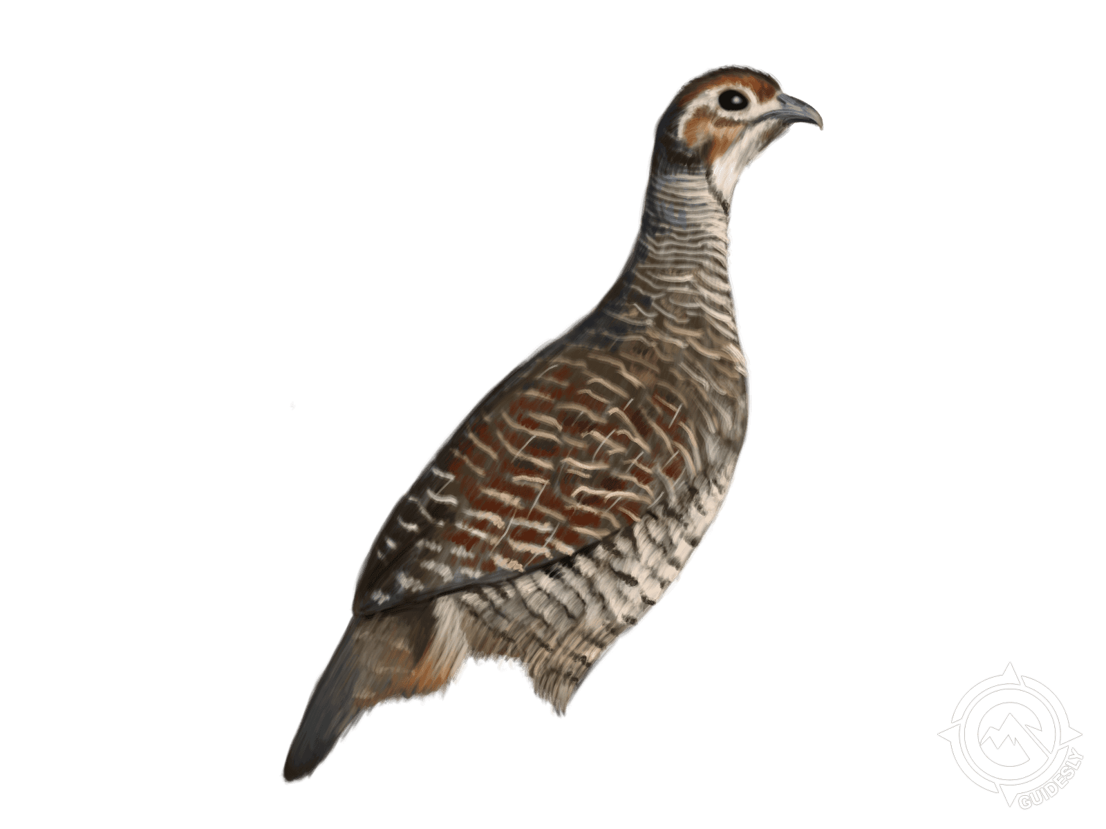 Gray Francolin