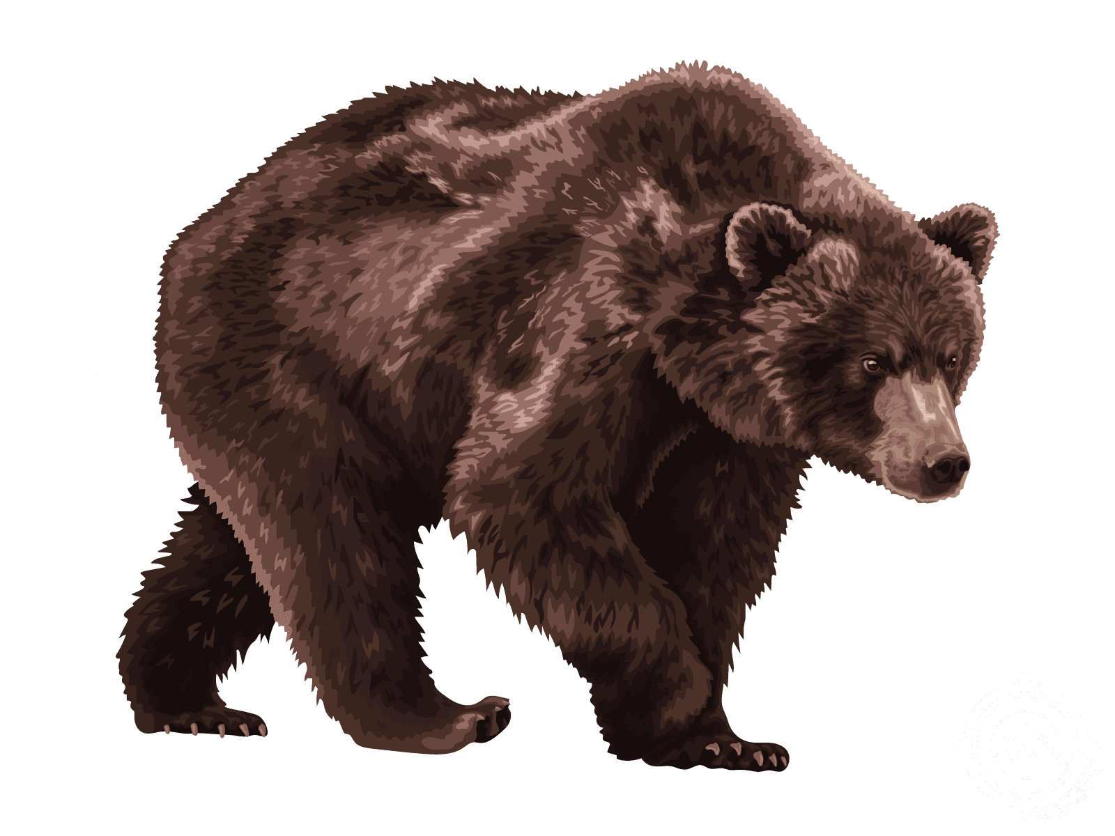 Grizzly Bear