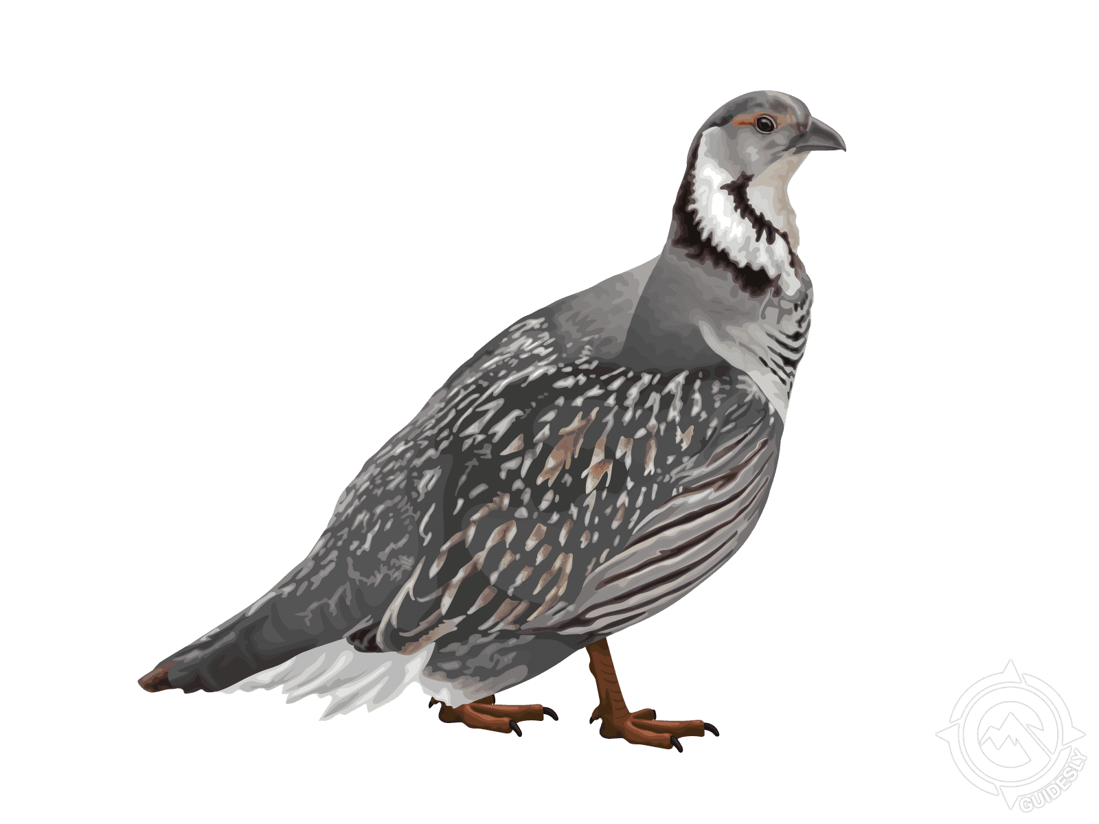Himalayan Snowcock
