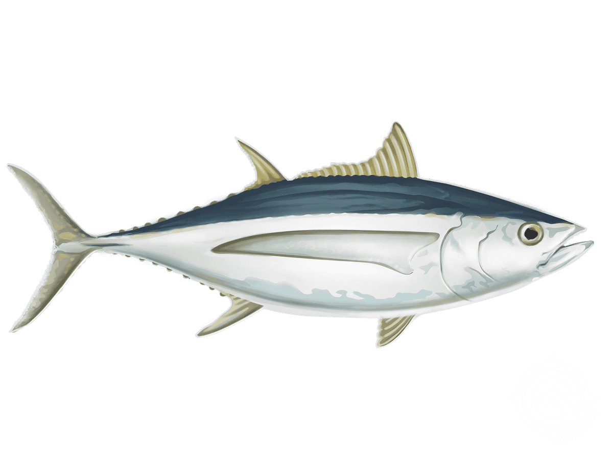 Albacore Tuna