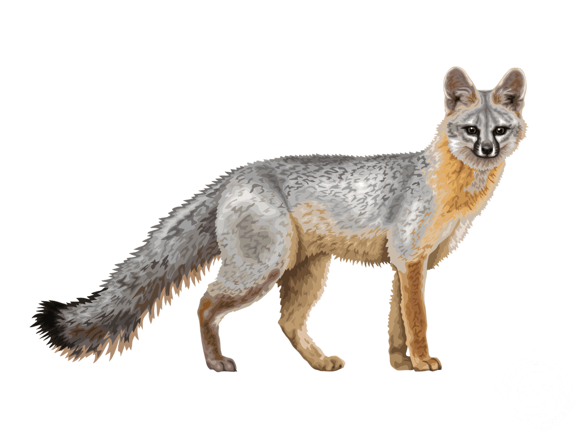 Gray Fox
